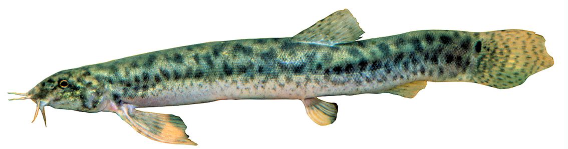 Misgurnus anguillicaudatus_03.jpg